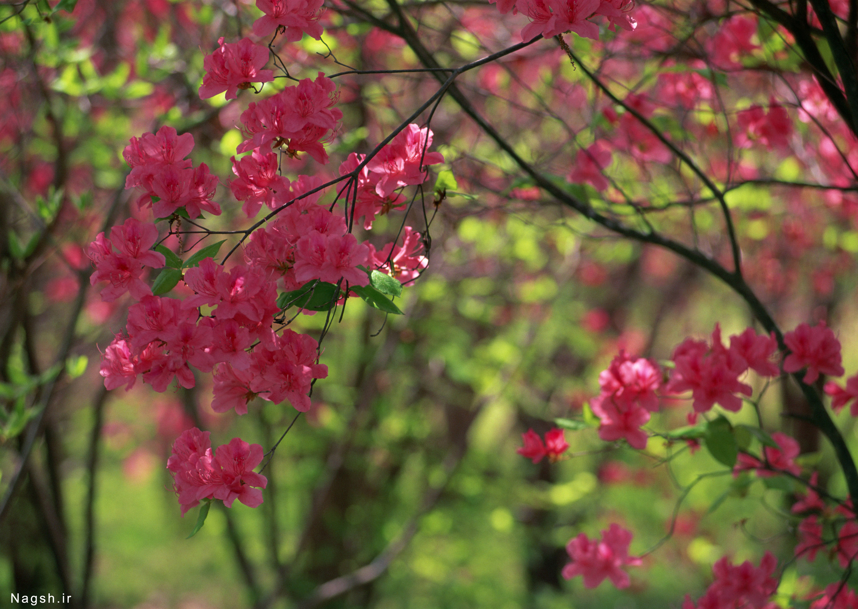 شکوفه های درخت